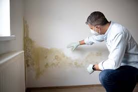 Best Real Estate Mold Inspection  in Orion, IL